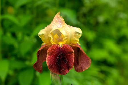 The flower of a decorative iris growing in a summer garden.の写真素材