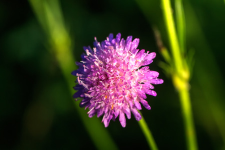 The flower of a Scabiosa growing on a summer meadow.の写真素材