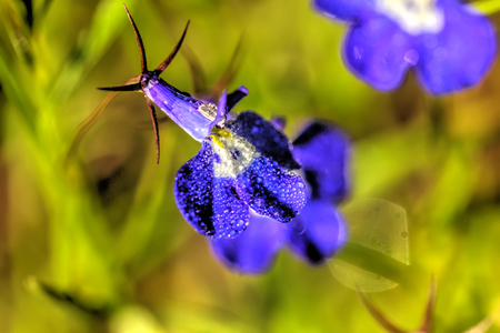 The lobelia flower growing in a summer garden.の写真素材