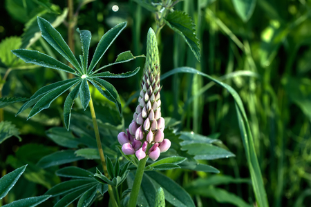 The lupine flower growing on a summer meadow.の写真素材