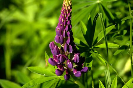 The lupine flower growing on a summer meadow.の写真素材
