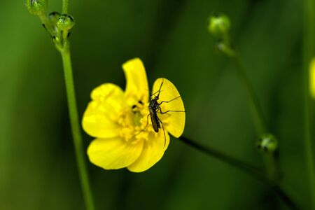 The buttercup flower growing on a summer meadow.