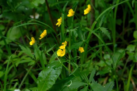 The buttercup flower growing on a summer meadow.の写真素材