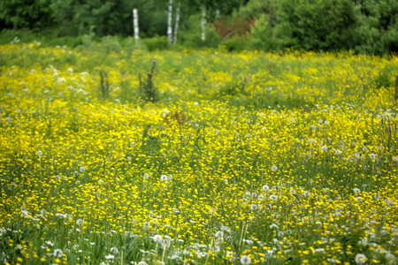 A spring meadow of the blossoming buttercups on a spring meadow.の写真素材
