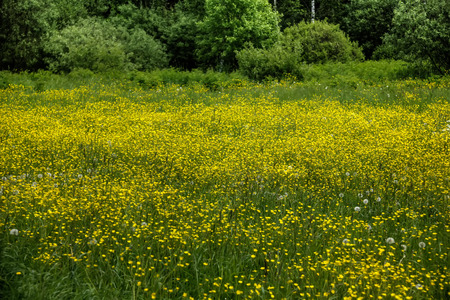 A spring meadow of the blossoming buttercups on a spring meadow.の写真素材