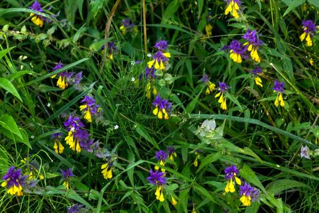 The flower of a cowwheat growing on a summer meadow.の写真素材