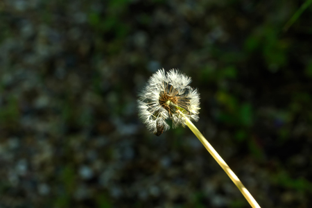 The deflowered flower of a dandelion growing on a summer meadow.の写真素材