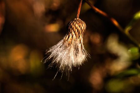 The deflowered flower of a Sonchus growing on a summer meadow.の写真素材