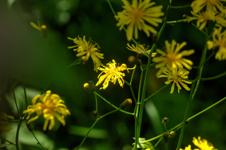 Picris. Field flower. The oxtongue flower growing on a summer meadow.の写真素材