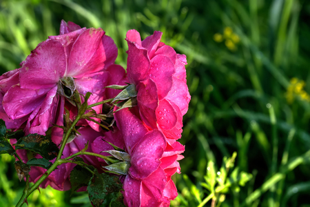 The flower of a rose growing in a summer garden.の写真素材