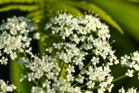 The goutweed flower growing on a summer meadow.の写真素材