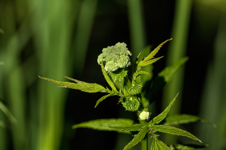The meadowsweet flower growing on a summer meadow.の写真素材