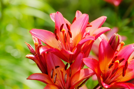 The flower of a lily growing in a summer garden.の写真素材