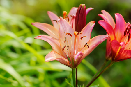The flower of a decorative lily growing in a summer garden.の写真素材