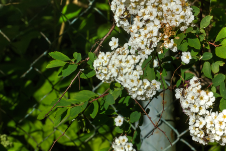 The blossoming arguta spirea bush growing in a summer garden.の写真素材