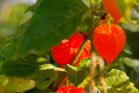 The cape gooseberry flower growing in a summer garden.の写真素材