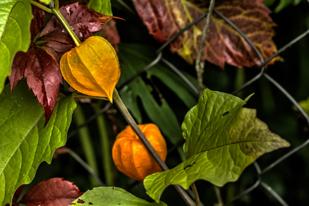 The cape gooseberry flower growing in a summer garden.の写真素材
