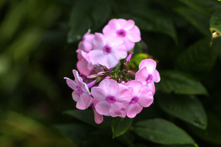 The flower of a pink phlox growing in a summer garden.の写真素材