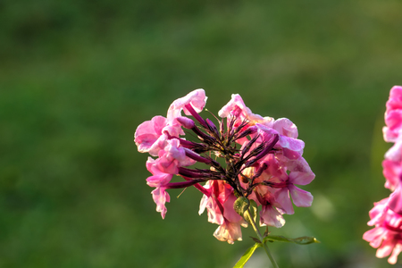 The flower of a pink phlox growing in a summer garden.の写真素材