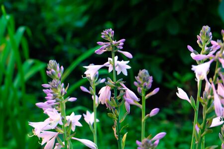 Plantain lily. Cultivated flower. A flower hosta growing in a summer garden.の写真素材