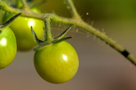 Tomatoes. Garden plant. The green, unripe tomatoes growing on a summer kitchen garden.の写真素材