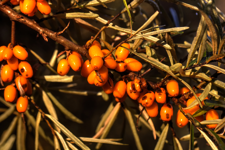 Berries of the sea-buckthorn growing in a summer garden.の写真素材