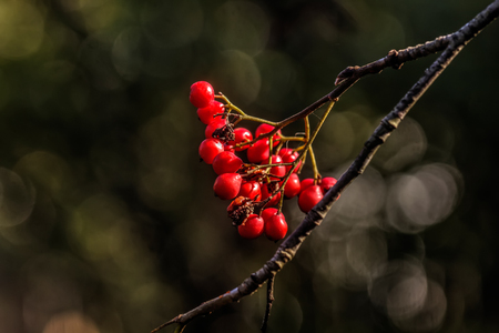 Berries of the mountain.の写真素材
