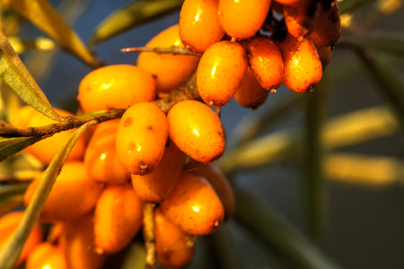 Berries of the sea-buckthorn growing in a summer garden.の写真素材