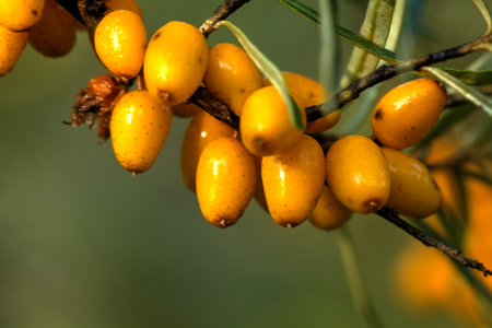 Berries of the sea-buckthorn growing in a summer garden.の写真素材