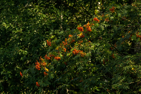 Berries of the mountain.の写真素材