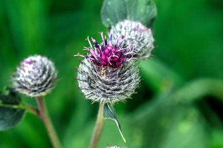 Flowers of a burdock of the summer.の写真素材
