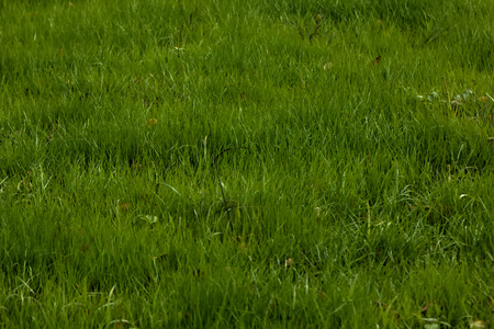 The young green grass growing on a spring meadow. Texture.の写真素材