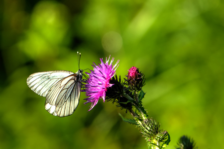 Butterfly Aporia crataegi. Field flower. A butterfly the blackvein sitting on a flower growing on a summer meadow.の写真素材