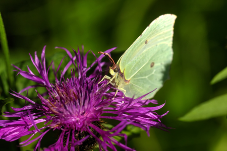Butterfly Gonepteryx rhamni. Field flower. A brimstone butterfly sitting on a flower growing on a summer meadow.の写真素材