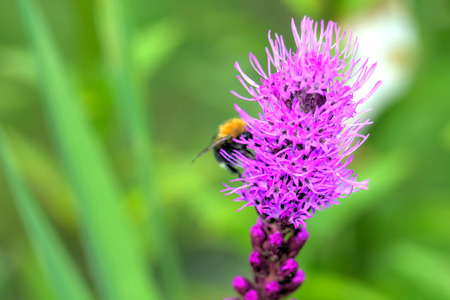 The bumblebee sitting on a field flower on a summer meadow.の写真素材