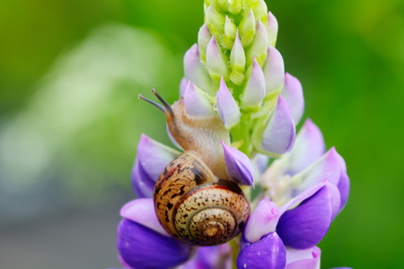 The snail sitting on a field flower.の写真素材