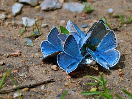 Group of wild blue butterflies on a sandy roadの写真素材