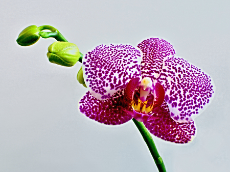 Pink streaked orchid flower blossomの写真素材
