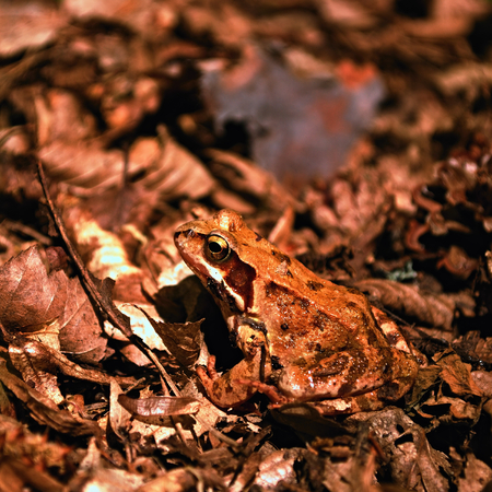 Common frogの写真素材