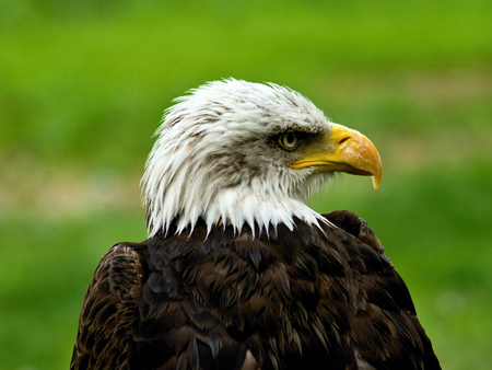 White Head of Bald Eagleの写真素材