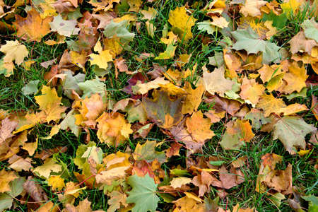 Colorful autumn leaves in the grass