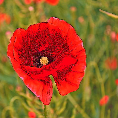 Red corn poppy, cartoon styleの写真素材