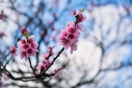 Pink almond flowers blooming in springtime
