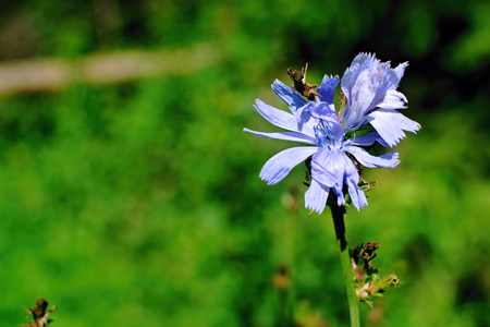 Closeup chicory blooming in the meadowの写真素材