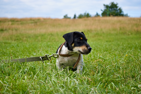 Small dog with leash in meadowの写真素材