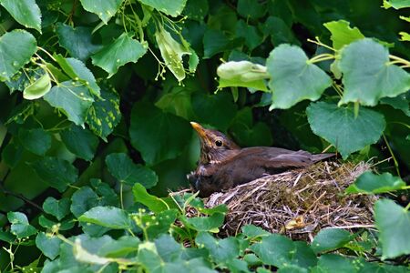 Female blackbird sitting on a nest on a tree among leavesの写真素材