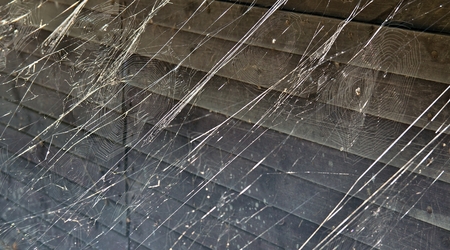 cobwebs in the sun with a background of dark planksの写真素材