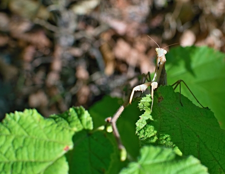 insects with feelers and eyes in nature