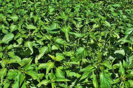 Background of plant nettle grows in the groundの写真素材