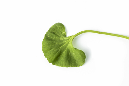 Gotu kola on a white background.の写真素材